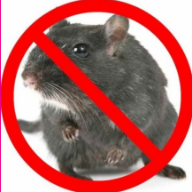 Rodent Control